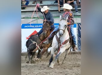 American Quarter Horse, Wałach, 9 lat, 152 cm, Gniada