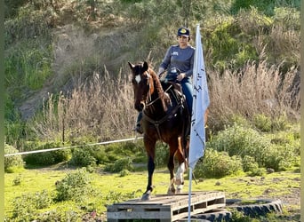 American Quarter Horse, Wałach, 9 lat, 152 cm, Gniada