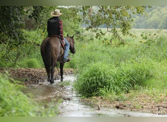 American Quarter Horse, Wałach, 9 lat, 152 cm, Grullo