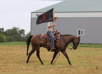 American Quarter Horse, Wałach, 9 lat, 152 cm, Grullo