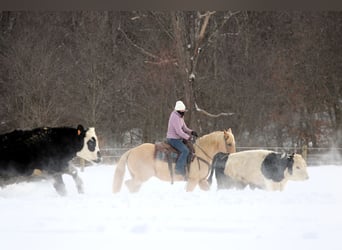 American Quarter Horse, Wałach, 9 lat, 152 cm, Izabelowata
