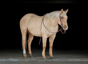 American Quarter Horse, Wałach, 9 lat, 152 cm, Izabelowata