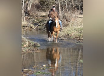 American Quarter Horse, Wałach, 9 lat, 152 cm, Izabelowata