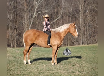 American Quarter Horse, Wałach, 9 lat, 152 cm, Izabelowata