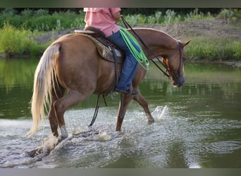 American Quarter Horse, Wałach, 9 lat, 152 cm, Izabelowata
