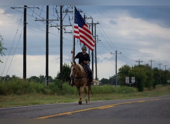 American Quarter Horse, Wałach, 9 lat, 152 cm, Izabelowata
