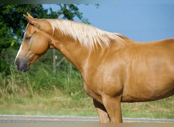 American Quarter Horse, Wałach, 9 lat, 152 cm, Izabelowata