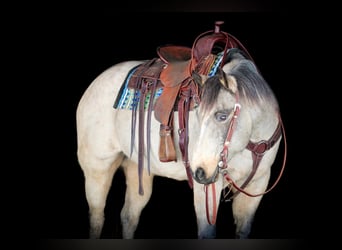 American Quarter Horse, Wałach, 9 lat, 152 cm, Jelenia