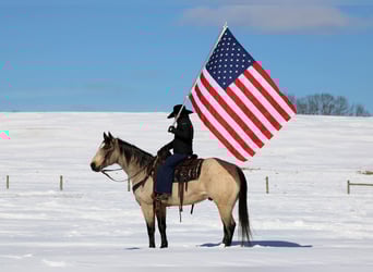 American Quarter Horse, Wałach, 9 lat, 152 cm, Jelenia