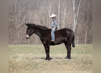 American Quarter Horse, Wałach, 9 lat, 152 cm, Kara