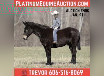 American Quarter Horse, Wałach, 9 lat, 152 cm, Kara