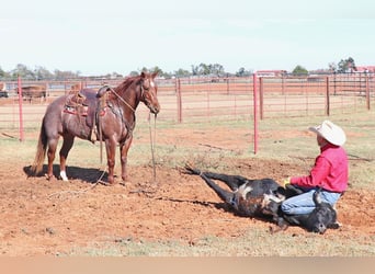 American Quarter Horse, Wałach, 9 lat, 152 cm, Kasztanowatodereszowata