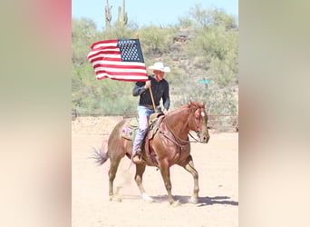 American Quarter Horse, Wałach, 9 lat, 152 cm, Kasztanowatodereszowata