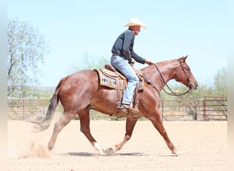 American Quarter Horse, Wałach, 9 lat, 152 cm, Kasztanowatodereszowata