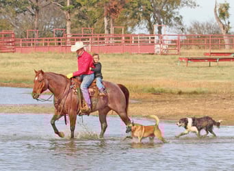 American Quarter Horse, Wałach, 9 lat, 152 cm, Kasztanowatodereszowata