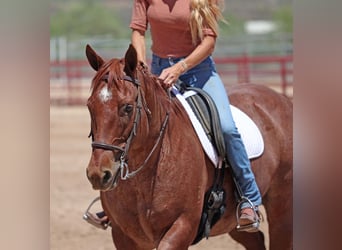 American Quarter Horse, Wałach, 9 lat, 152 cm, Kasztanowatodereszowata