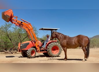 American Quarter Horse, Wałach, 9 lat, 152 cm, Kasztanowatodereszowata