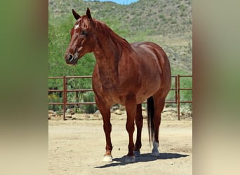 American Quarter Horse, Wałach, 9 lat, 152 cm, Kasztanowatodereszowata