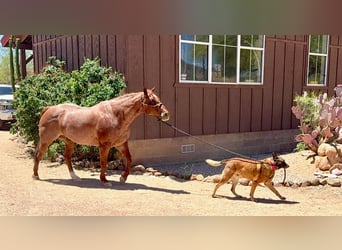 American Quarter Horse, Wałach, 9 lat, 152 cm, Kasztanowatodereszowata