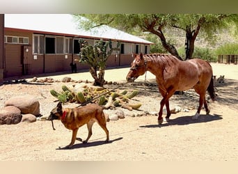 American Quarter Horse, Wałach, 9 lat, 152 cm, Kasztanowatodereszowata
