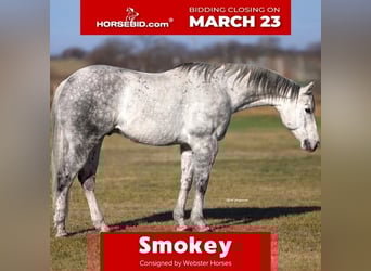 American Quarter Horse, Wałach, 9 lat, 152 cm, Siwa