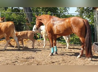 American Quarter Horse, Wałach, 9 lat, 153 cm, Kasztanowata