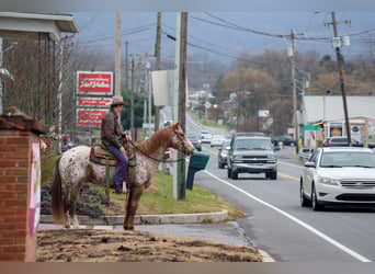 American Quarter Horse, Wałach, 9 lat, 155 cm, Ciemnokasztanowata