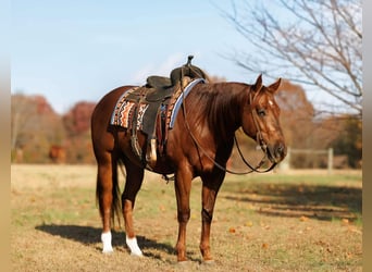 American Quarter Horse, Wałach, 9 lat, 155 cm, Cisawa