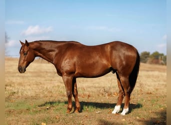 American Quarter Horse, Wałach, 9 lat, 155 cm, Cisawa
