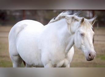 American Quarter Horse, Wałach, 9 lat, 155 cm, Cremello