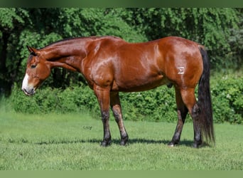 American Quarter Horse, Wałach, 9 lat, 155 cm, Gniada