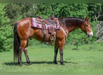 American Quarter Horse, Wałach, 9 lat, 155 cm, Gniada