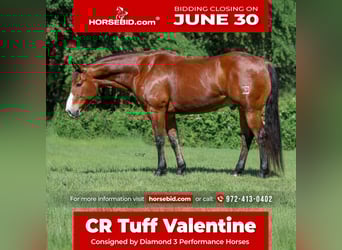 American Quarter Horse, Wałach, 9 lat, 155 cm, Gniada