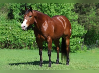 American Quarter Horse, Wałach, 9 lat, 155 cm, Gniada