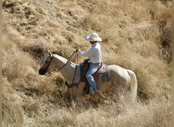 American Quarter Horse, Wałach, 9 lat, 155 cm, Izabelowata