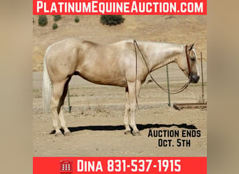 American Quarter Horse, Wałach, 9 lat, 155 cm, Izabelowata