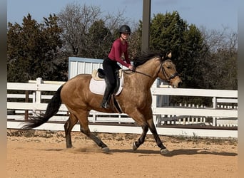 American Quarter Horse, Wałach, 9 lat, 155 cm, Jelenia
