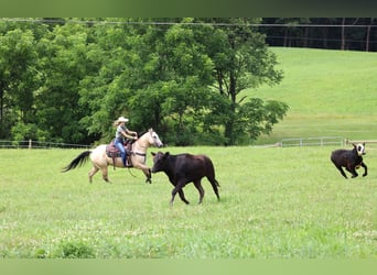 American Quarter Horse, Wałach, 9 lat, 155 cm, Jelenia