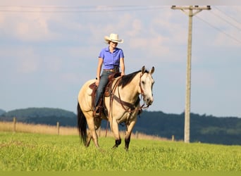 American Quarter Horse, Wałach, 9 lat, 155 cm, Jelenia