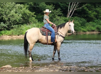 American Quarter Horse, Wałach, 9 lat, 155 cm, Jelenia