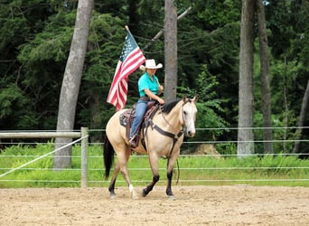 American Quarter Horse, Wałach, 9 lat, 155 cm, Jelenia