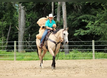 American Quarter Horse, Wałach, 9 lat, 155 cm, Jelenia