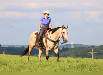 American Quarter Horse, Wałach, 9 lat, 155 cm, Jelenia