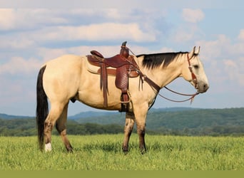 American Quarter Horse, Wałach, 9 lat, 155 cm, Jelenia