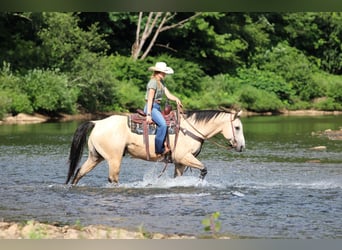 American Quarter Horse, Wałach, 9 lat, 155 cm, Jelenia