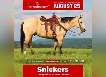 American Quarter Horse, Wałach, 9 lat, 155 cm, Jelenia