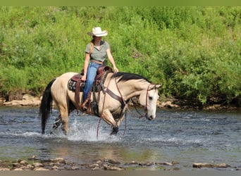 American Quarter Horse, Wałach, 9 lat, 155 cm, Jelenia
