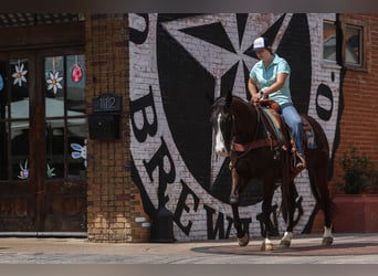 American Quarter Horse, Wałach, 9 lat, 155 cm, Kara