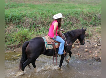 American Quarter Horse, Wałach, 9 lat, 155 cm, Kara