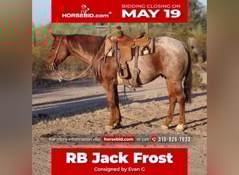 American Quarter Horse, Wałach, 9 lat, 155 cm, Kasztanowatodereszowata